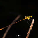 Image of Heteragrion mitratum Williamson 1919