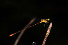 Image of Heteragrion mitratum Williamson 1919