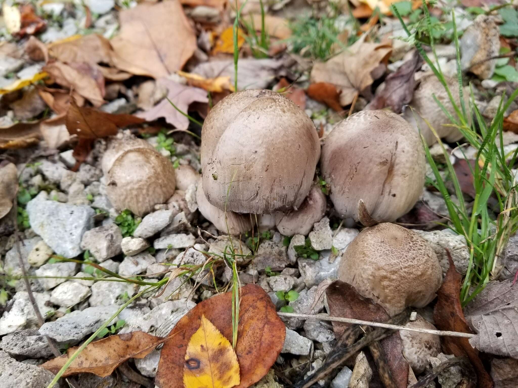 Coprinopsis romagnesiana (Singer) Redhead, Vilgalys & Moncalvo 2001的圖片