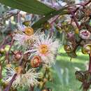 Image of Eucalyptus rudis subsp. rudis