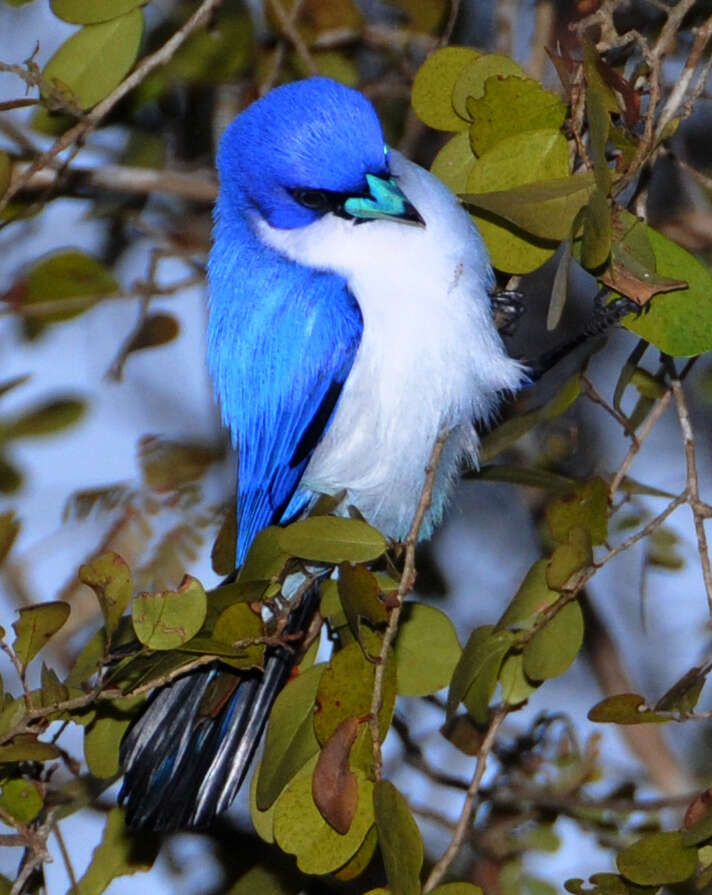 Image of Cyanolanius Bonaparte 1854