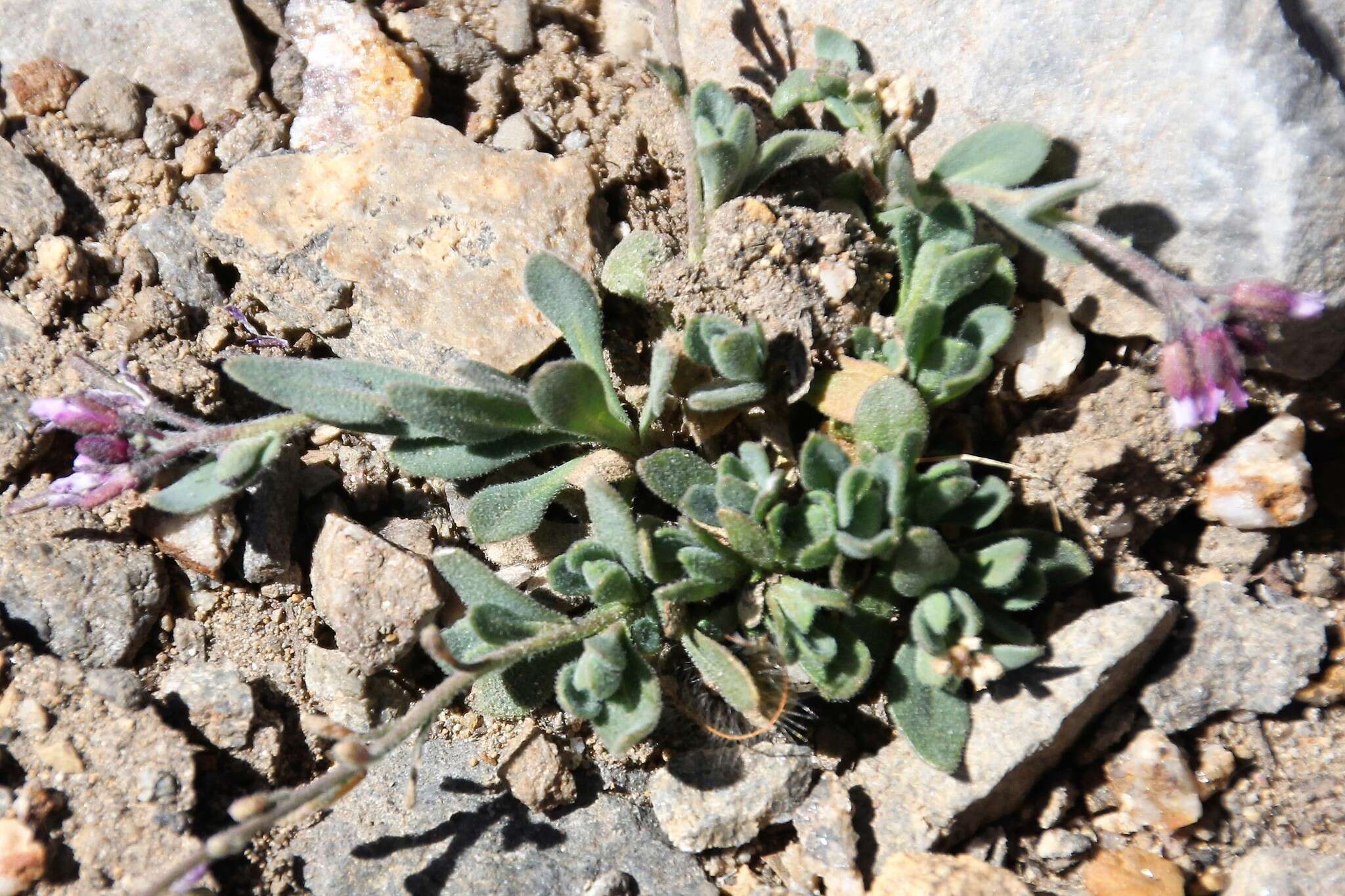 Image of Soldier Rockcress