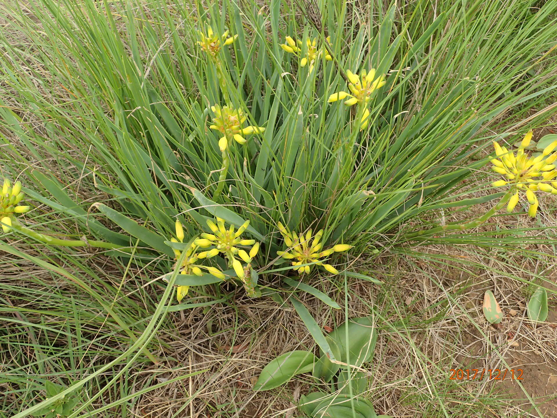 Image of Aloe ecklonis Salm-Dyck