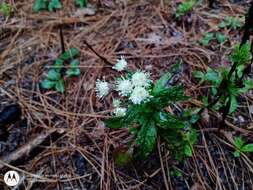 Archibaccharis auriculata (Hemsl.) G. L. Nesom resmi