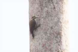 Image of Fire-bellied Woodpecker