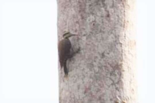 Image of Fire-bellied Woodpecker