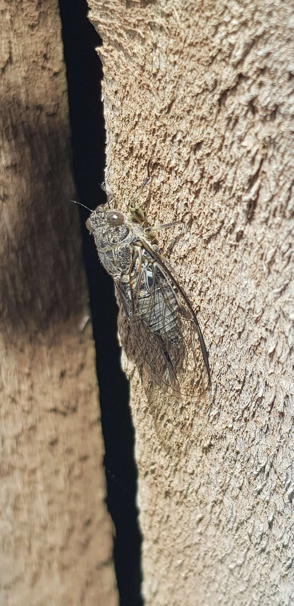 Image of clay bank cicada