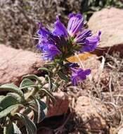 Plancia ëd Echium rosulatum subsp. davaei (Rouy) Coutinho