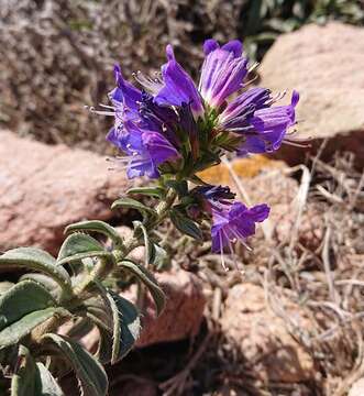 Plancia ëd Echium rosulatum subsp. davaei (Rouy) Coutinho