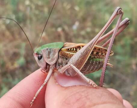 Imagem de Decticus verrucivorus monspeliensis Rambur 1838