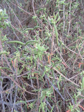 Image of Drosanthemum calycinum (Haw.) Schwant.