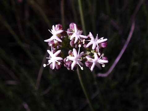 Image of Valeriana ceratophylla Kunth