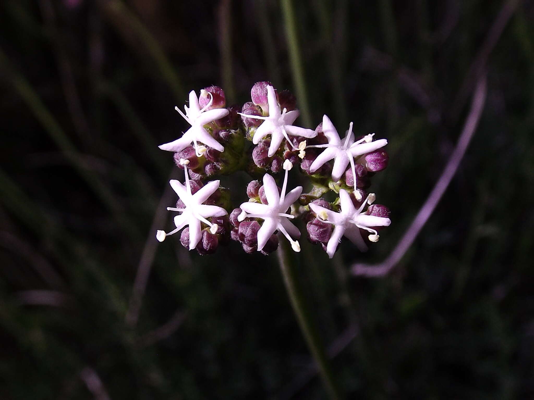 Image of Valeriana ceratophylla Kunth