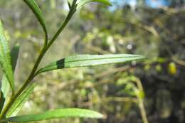 Image of Denhamia silvestris (Lander & L. A. S. Johnson) M. P. Simmons