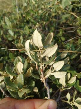 Imagem de Quercus intricata Trel.