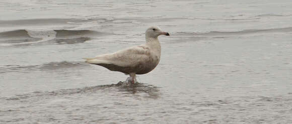 Image of Glaucous Gull