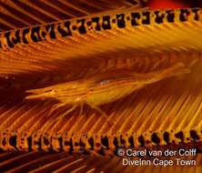 Image of featherstar shrimp