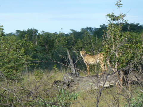 Image of Namibian cheetah