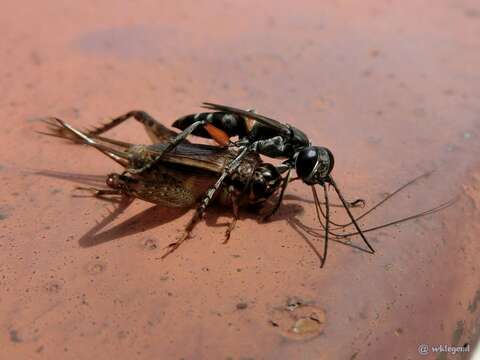 Image of Crabronid wasp