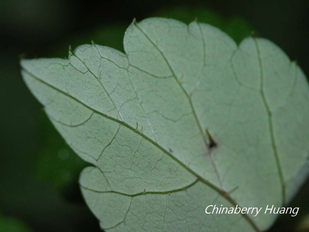 Image de Aralia bipinnata Blanco