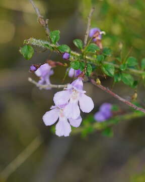 Image of Spiny Mint-bush