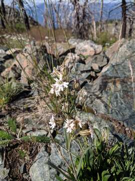 Слика од Silene parryi (S. Wats.) C. L. Hitchcock & Maguire