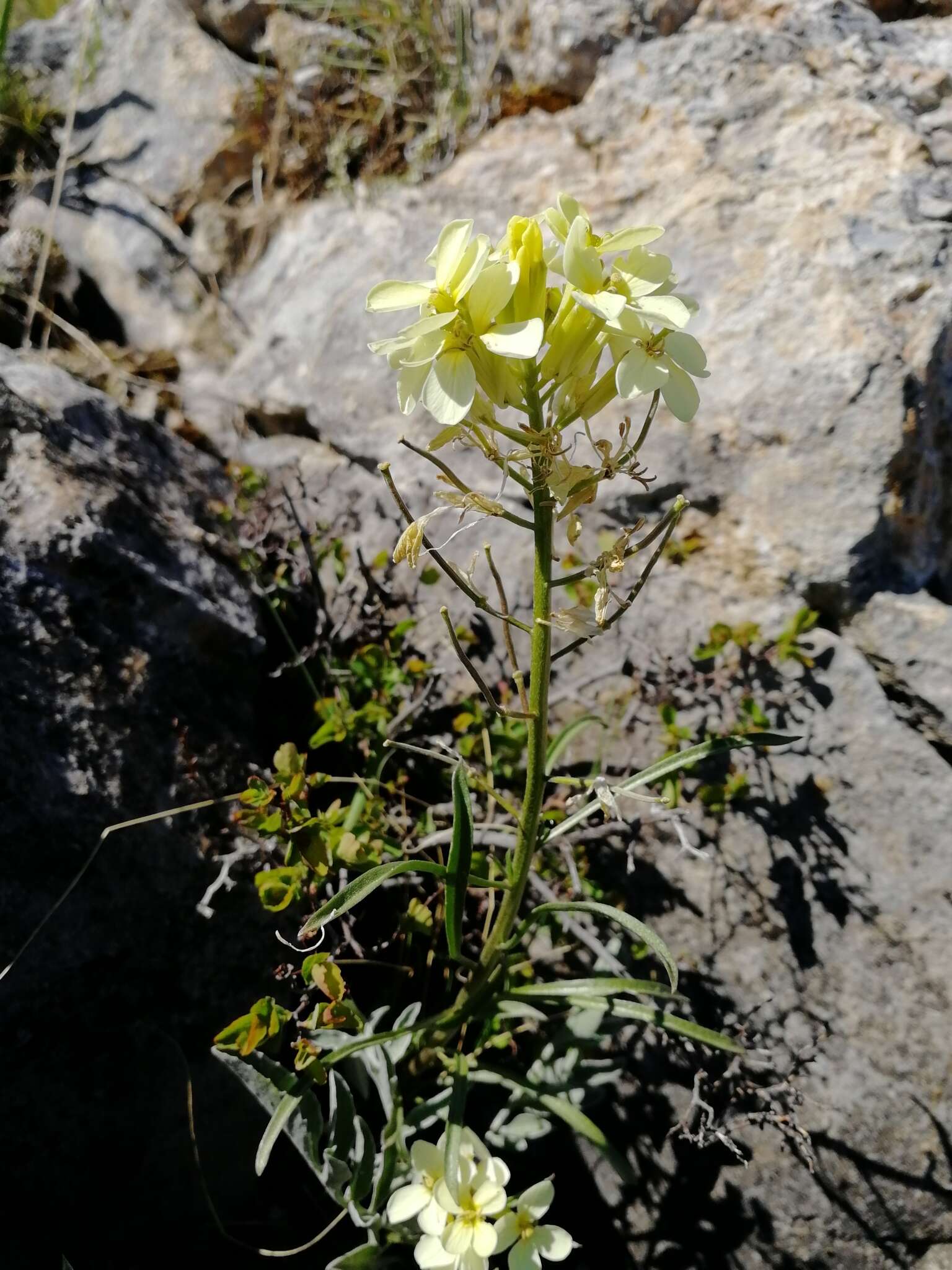 Image of Erysimum flavum subsp. altaicum (C. A. Mey.) Polozhij