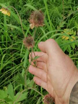 Image of Geum meinshausenii Gams.