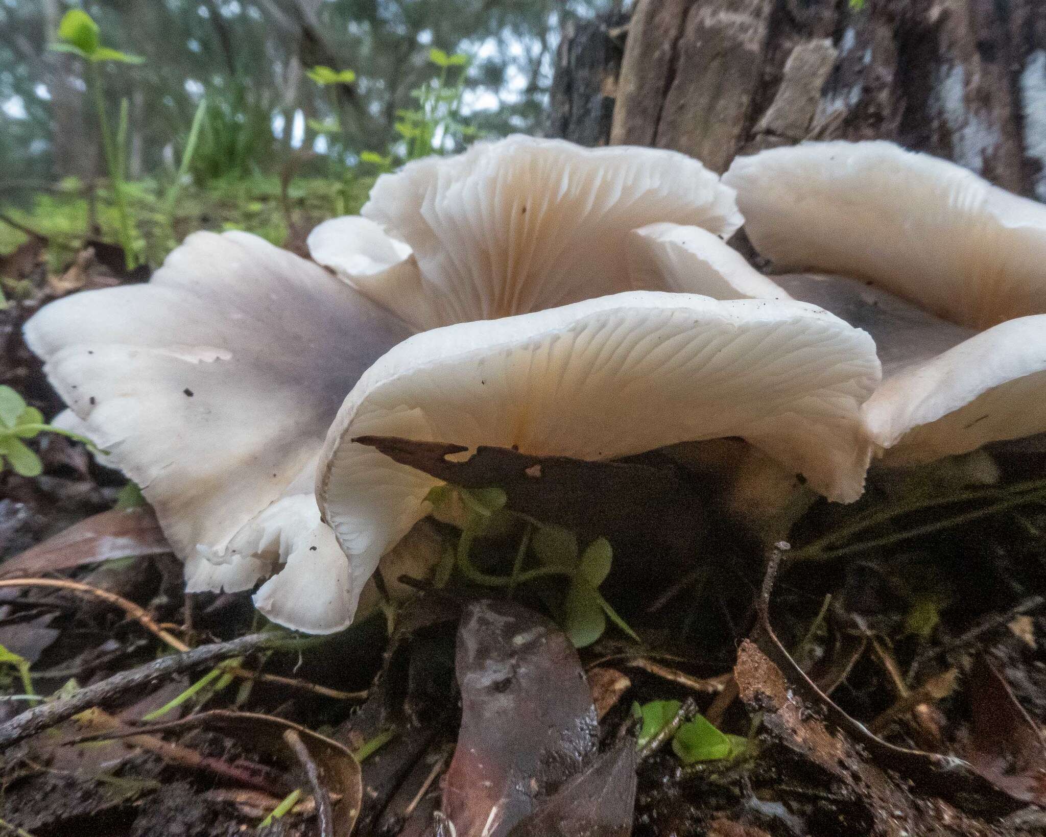 Image of Omphalotus nidiformis (Berk.) O. K. Mill. 1994