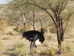 Image of Somali Ostrich