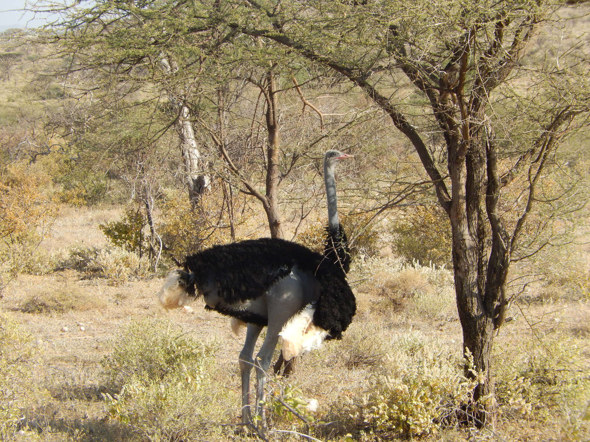 Image of Somali Ostrich