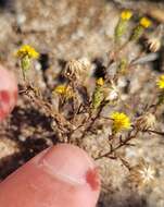 Plancia ëd Lessingia pectinata Greene