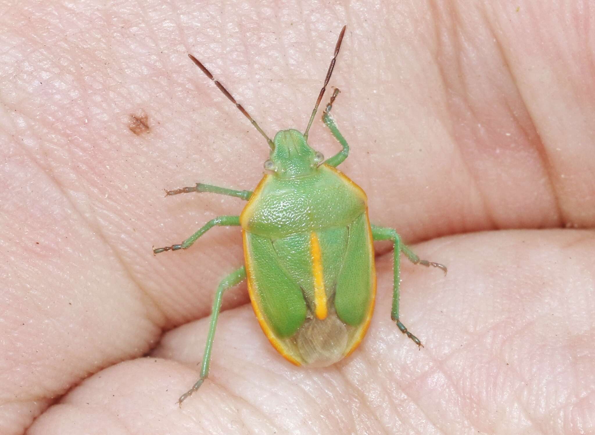 Image of Chlorochroa (Rhytidolomia) faceta (Say 1825)