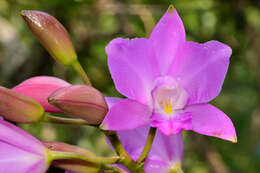 Image of Laelia eyermaniana Rchb. fil.