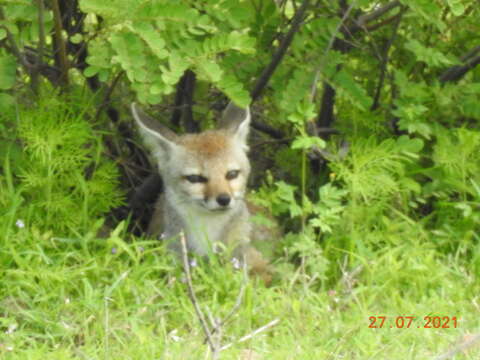 Image of Bengal Fox