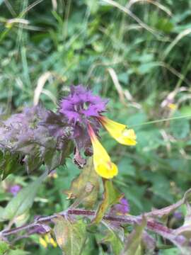 Слика од Melampyrum nemorosum subsp. catalaunicum (Freyn) Beauv.