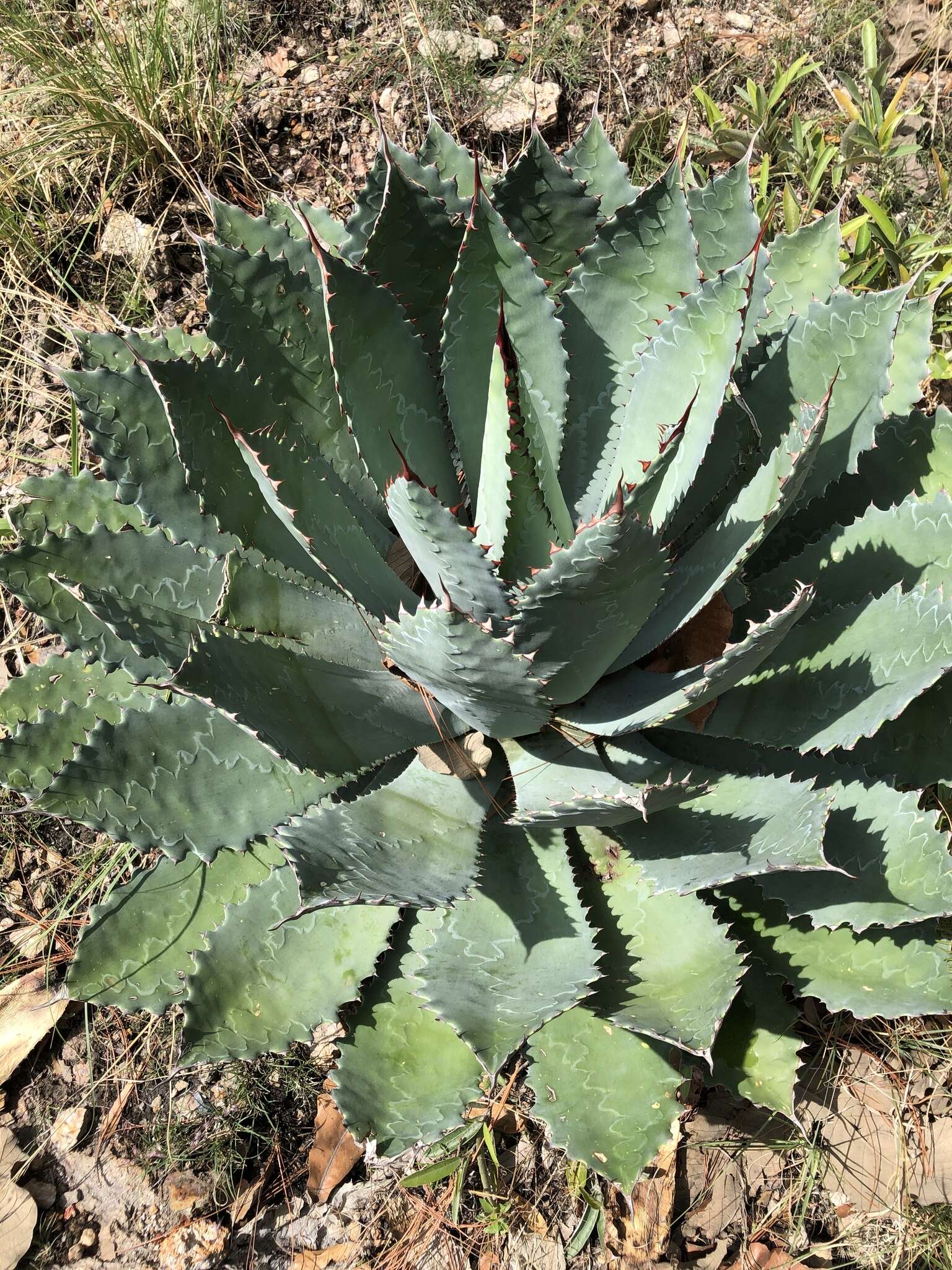 Слика од Agave guadalajarana Trel.