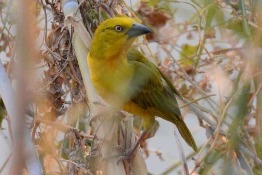 Image of African Golden Weaver