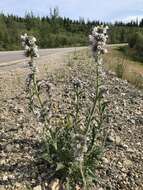 صورة Phacelia mollis Macbr.