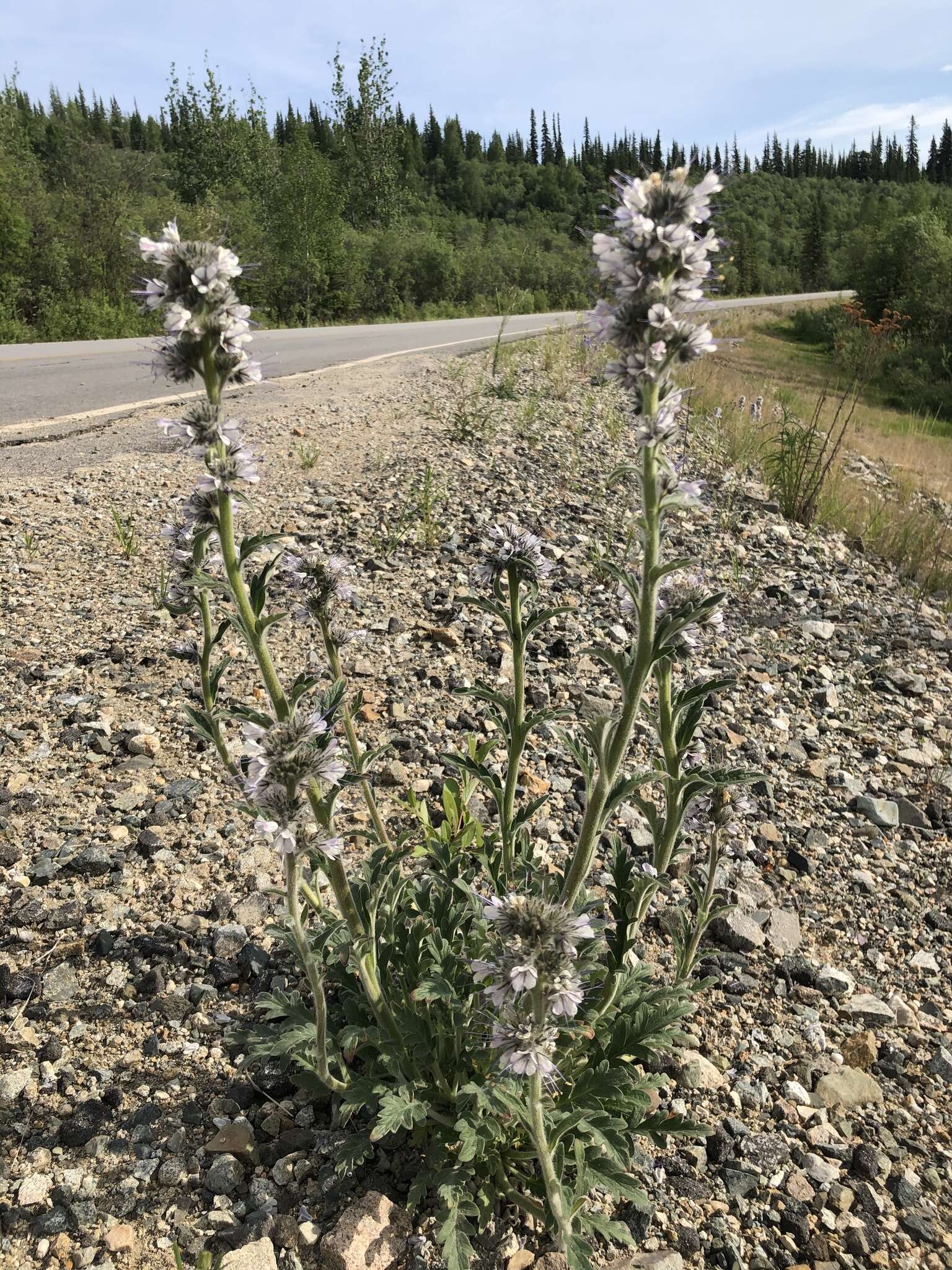 Image of soft phacelia