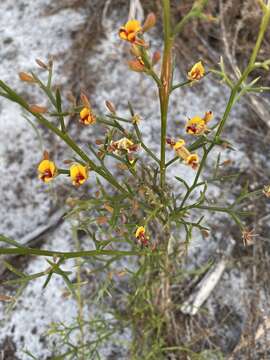 Plancia ëd Jacksonia spinosa (Labill.) Sm.