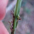 Image of Carex uhligii K. Schum. ex C. B. Clarke