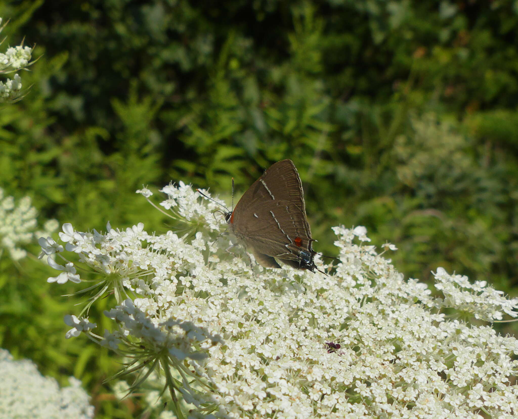 Image of White-M Hairstreak