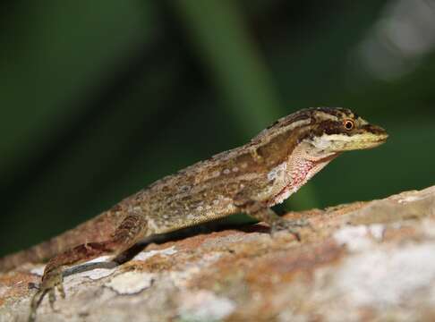 Image of Anolis ocelloscapularis (Köhler, Mccranie & Wilson 2001)