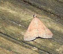 Image de Hypenula cacuminalis Walker 1858