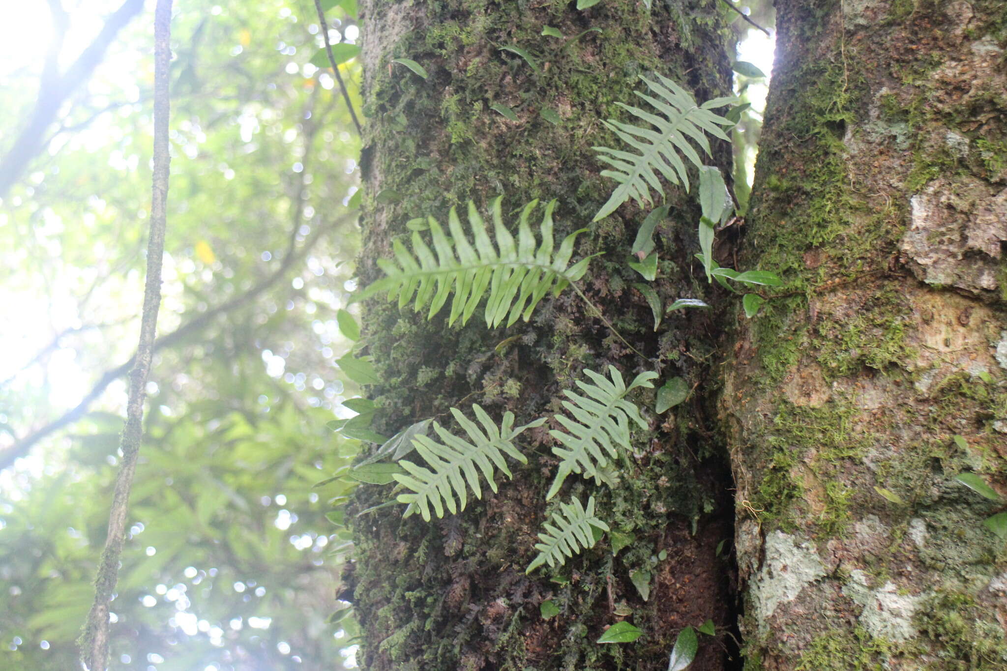 Слика од Polypodiodes amoena (Wall. ex Mett) Ching