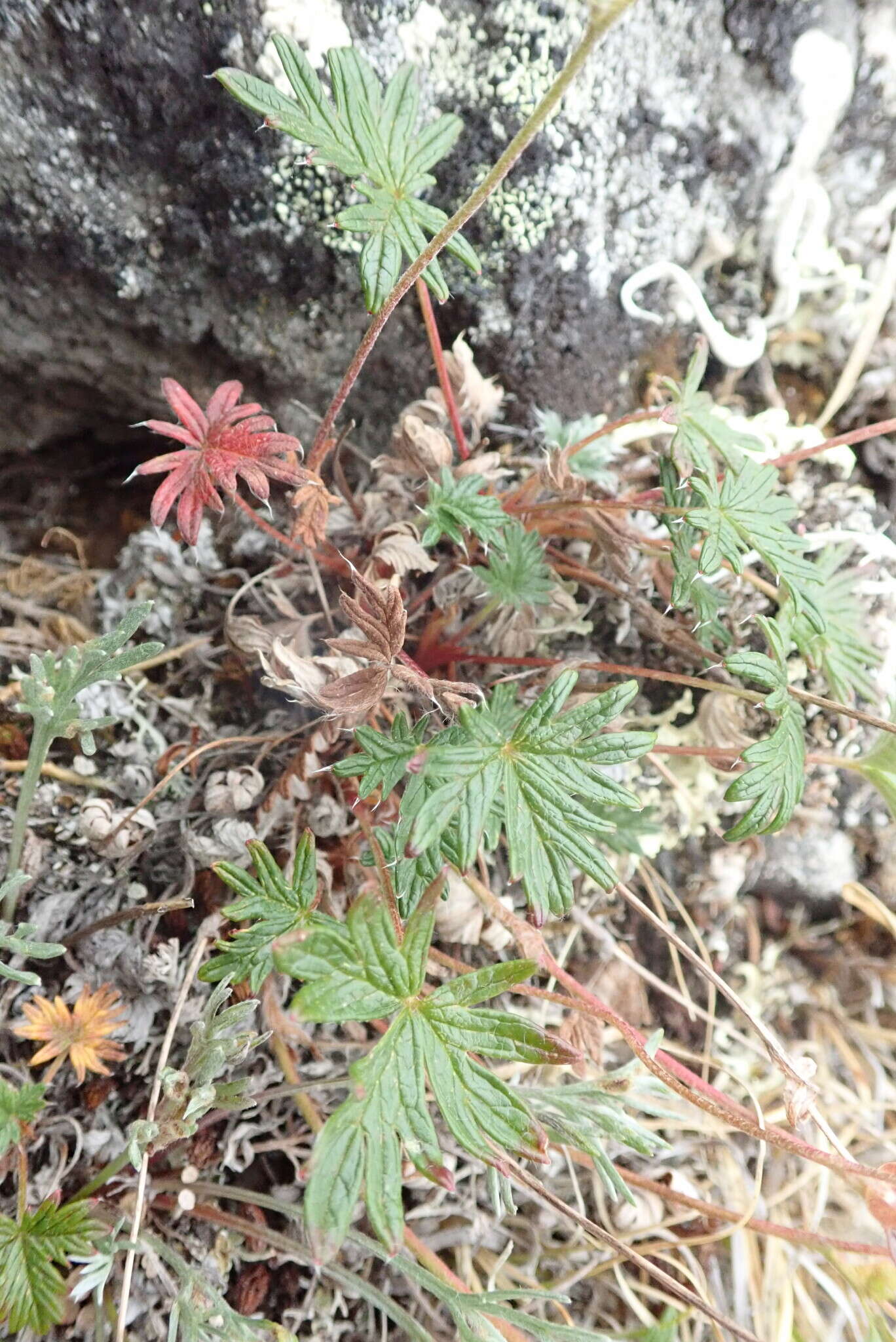 Image de Potentilla vulcanicola Juz.