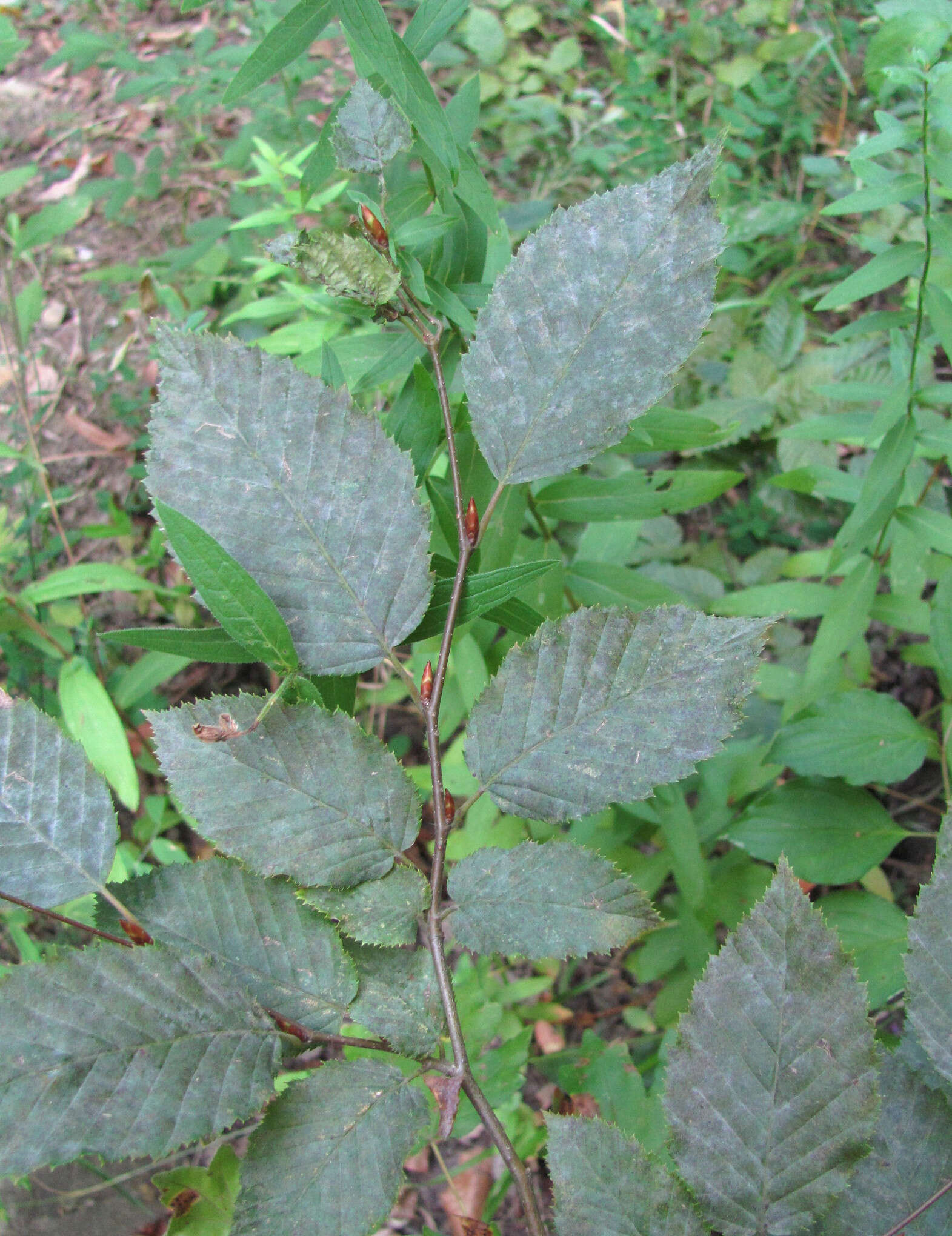 Image de Erysiphe arcuata U. Braun, V. P. Heluta & S. Takam. 2007