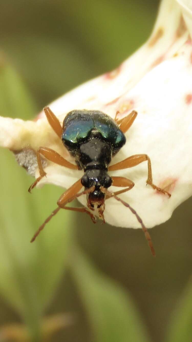 صورة Gaurotes cyanipennis (Say 1824)