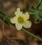 Plancia ëd Cucumis prophetarum L.